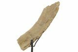 Fossil Hadrosaur Rib Section w/ Metal Stand - South Dakota #378578-1
